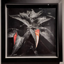 Load image into Gallery viewer, ZUCA MALKY - Poha Ñana • Sensible- Ortiga, Pyno Guazú