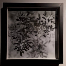 Load image into Gallery viewer, ZUCA MALKY - Poha Ñana - Serena Ruda