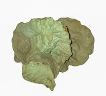 Load image into Gallery viewer, PINDU - Cerámica

