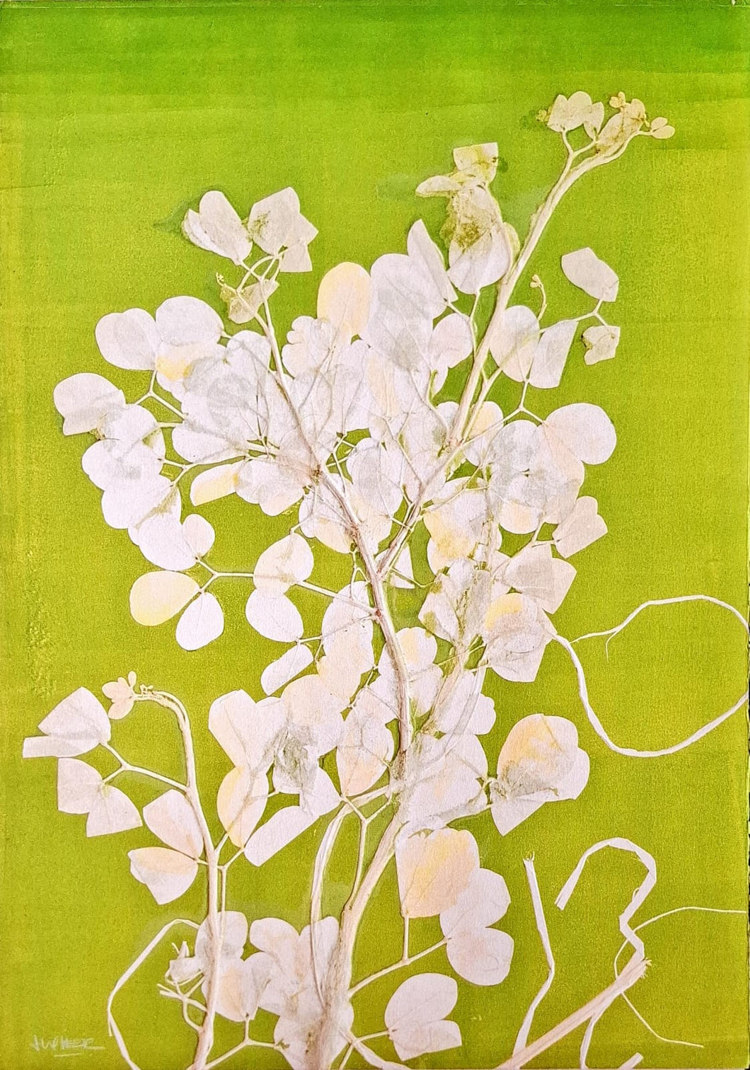 LUVIER CASALI - Serie Osmosis