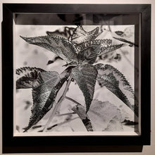 Load image into Gallery viewer, ZUCA MALKY - Poha Ñana : Intuitiva- Pyno Guazú
