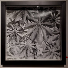 Load image into Gallery viewer, ZUCA MALKY - Poha Ñana: Alegre - Ambay
